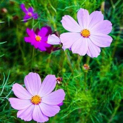 上下分的捕鱼app下载手机版