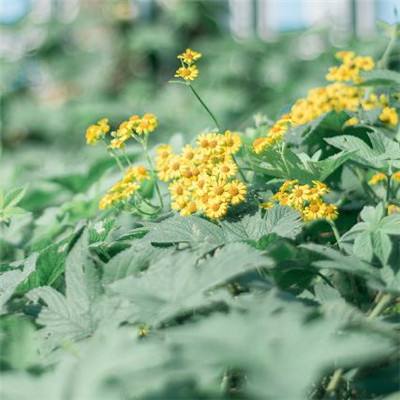 魅影快三app下载安装手机版截图