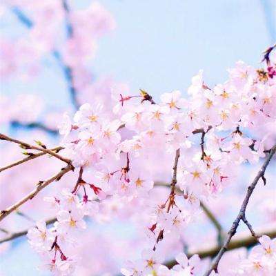 魅影快三app下载安装手机版